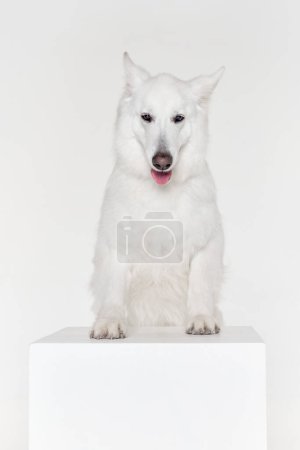 Foto de Retrato de hermoso perro pastor suizo blanco inteligente apoyado en la caja, posando aislado sobre fondo gris estudio. Concepto de movimiento, acción, amor de mascotas, vida animal, animal doméstico. - Imagen libre de derechos