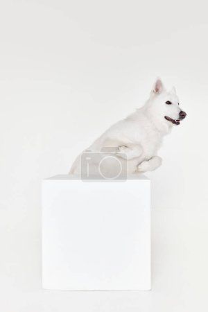 Foto de Jumping out box. Playful smart pet. Studio shot of White Swiss Shepherd Dog posing isolated over grey background. Concept of motion, action, pets love, animal life, domestic animal. - Imagen libre de derechos