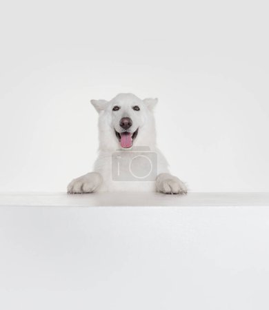 Photo for Positive smiling pet. Portrait of White Swiss Shepherd Dog posing isolated over grey studio background. Concept of motion, action, pets love, animal life, domestic animal. - Royalty Free Image