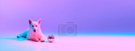Téléchargez les photos : Photo studio de Chien de berger suisse blanc couché sur le sol avec boule disco sur fond violet rose dégradé au néon. Concept d'amour des animaux de compagnie, la vie animale, les animaux domestiques. Espace de copie pour l'annonce. Bannière - en image libre de droit