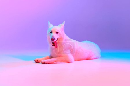 Photo for Smiling. Studio shot of White Swiss Shepherd Dog calmly lying isolated over gradient pink purple background in neon light. Concept of motion, action, pets love, animal life, domestic animal. - Royalty Free Image