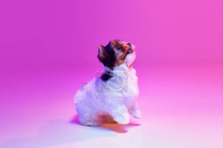 Photo for Studio image of cute little Biewer Yorkshire Terrier, dog, puppy, posing in a jump over pink background in neon light. Concept of motion, pets love, animal life, domestic animal. Copyspace for ad. - Royalty Free Image