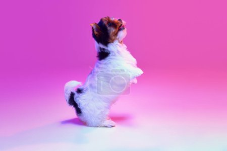 Photo for Studio image of cute little Biewer Yorkshire Terrier, dog, puppy, posing on hind legs over pink background in neon light. Concept of motion, pets love, animal life, domestic animal. Copyspace for ad. - Royalty Free Image