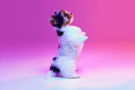 Photo for Studio image of cute little Biewer Yorkshire Terrier, dog, puppy standing on hind legs, following commands over pink background in neon light. Concept of pets love, animal life, domestic animal - Royalty Free Image