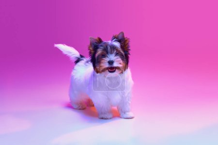 Téléchargez les photos : Smiling. Studio image of cute little Biewer Yorkshire Terrier, dog, puppy, posing over pink background in neon light. Concept of motion, pets love, animal life, domestic animal. Copyspace for ad. - en image libre de droit