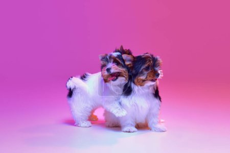 Photo for Studio image of two cute little Biewer Yorkshire Terrier, dogs playing together over pink background in neon light. Concept of motion, action, pets love, animal life, domestic animal. Copyspace for ad - Royalty Free Image