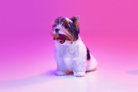 Photo for Yawning. Studio image of cute little Biewer Yorkshire Terrier, dog, puppy, posing over pink background in neon light. Concept of motion, pets love, animal life, domestic animal. Copyspace for ad. - Royalty Free Image