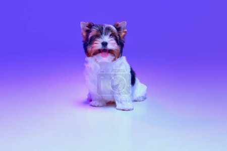 Photo for Studio image of cute little Biewer Yorkshire Terrier, dog, puppy, posing over gradient purple background in neon light. Concept of motion, pets love, animal life, domestic animal. Copyspace for ad. - Royalty Free Image