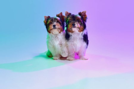 Photo for Studio image of two cute little Biewer Yorkshire Terrier, dogs, puppies calmly sitting over gradient purple background in neon light. Concept of motion, action, pets love, animal life, domestic animal - Royalty Free Image