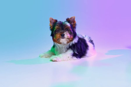 Photo for Studio image of cute little Biewer Yorkshire Terrier, dog, puppy calmly lying over gradient purple background in neon light. Concept of motion, action, pets love, animal life, domestic animal. - Royalty Free Image