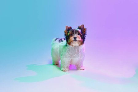 Photo for Studio image of cute little Biewer Yorkshire Terrier, dog, puppy, posing over gradient purple background in neon light. Concept of motion, , pets love, animal life, domestic animal. Copyspace for ad. - Royalty Free Image