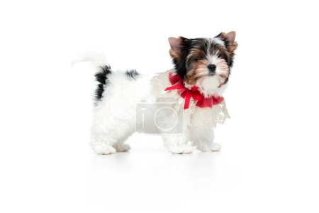 Photo for Studio image of cute little Biewer Yorkshire Terrier, dog, puppy, posing in red bow over white background. Concept of motion, action, pets love, animal life, domestic animal. Copyspace for ad. - Royalty Free Image