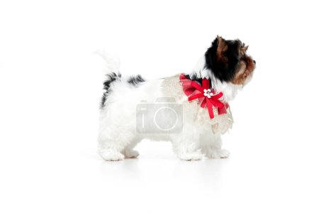 Photo for Side view. Studio image of cute little Biewer Yorkshire Terrier, dog, puppy, posing over white background. Concept of motion, action, pets love, animal life, domestic animal. Copyspace for ad. - Royalty Free Image