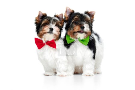 Photo for Studio image of two cute little Biewer Yorkshire Terrier, dog, puppy, posing in colorful bows on white background. Concept of motion, action, pets love, animal life, domestic animal. Copyspace for ad. - Royalty Free Image