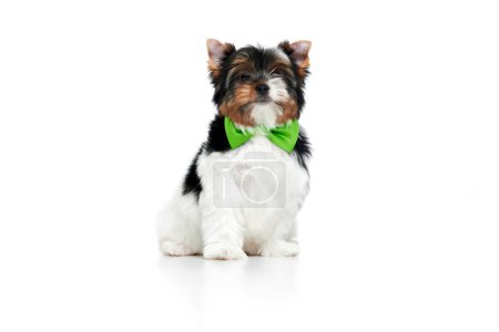 Photo for Studio image of cute little Biewer Yorkshire Terrier, dog, puppy, posing in green bow over white background. Concept of motion, action, pets love, animal life, domestic animal. Copyspace for ad. - Royalty Free Image