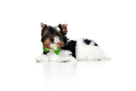 Photo for Studio image of cute little Biewer Yorkshire Terrier, dog, puppy in green bow lying on floor over white background. Concept of motion, action, pets love, animal life, domestic animal. Copyspace for ad - Royalty Free Image