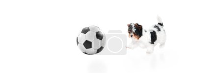 Photo for Studio image of cute little Biewer Yorkshire Terrier, dog, puppy playing football ball on white background. Concept of motion, action, pets love, animal life, domestic animal. Copyspace for ad. Banner - Royalty Free Image