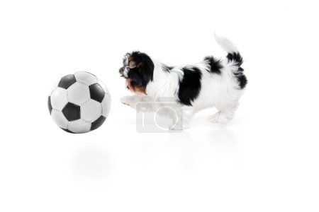 Photo for Studio image of cute little Biewer Yorkshire Terrier, dog, puppy playing football ball over white background. Concept of motion, action, pets love, animal life, domestic animal. Copyspace for ad. - Royalty Free Image
