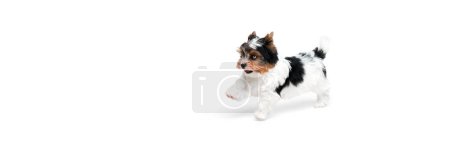 Photo for Cute little Biewer Yorkshire Terrier, dog, puppy, posing, lying on floor over white background. Concept of motion, action, pets love, animal life, domestic animal. Copyspace for ad. Banner - Royalty Free Image