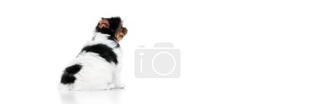 Photo for Back view. Studio image of cute little Biewer Yorkshire Terrier, dog, puppy calmly sitting over white background. Concept of motion, action, pets love, animal life, domestic animal. Copyspace for ad. - Royalty Free Image