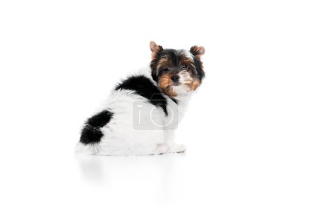Photo for Smart pet. Studio image of cute little Biewer Yorkshire Terrier, dog, puppy, posing over white background. Concept of motion, action, pets love, animal life, domestic animal. Copyspace for ad. - Royalty Free Image
