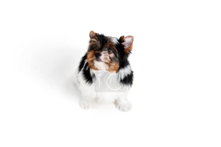Photo for Attentive look. Studio image of cute little Biewer Yorkshire Terrier, dog, puppy, posing over white background. Concept of motion, action, pets love, animal life, domestic animal. Copyspace for ad. - Royalty Free Image