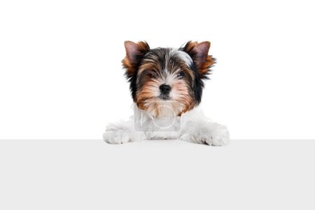 Photo for Studio image of cute little Biewer Yorkshire Terrier, dog, puppy leaning on box over white background. Concept of motion, action, pets love, animal life, domestic animal. Copyspace for ad. - Royalty Free Image