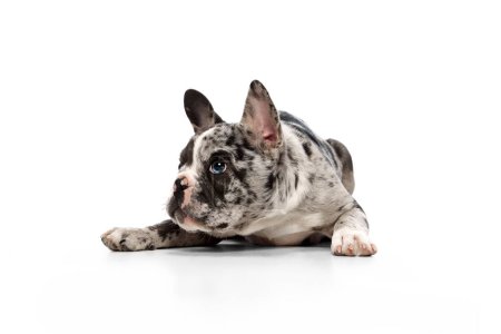 Téléchargez les photos : Studio image of French bulldog in spotted color with blue eyes calmly lying on floor over white background. Concept of domestic animal, pet care, motion, action, animal life. - en image libre de droit