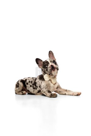 Foto de Studio image of beautiful purebred French bulldog in spotted color in bow tie lying on floor over white background. Concept of domestic animal, pet care, motion, action, animal life. Copy space for ad - Imagen libre de derechos