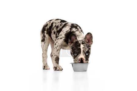 Photo for Studio image of purebred French bulldog in spotted color eating food from bowl over white background. Concept of domestic animal, pet care, motion, action, animal life. Copy space for ad - Royalty Free Image