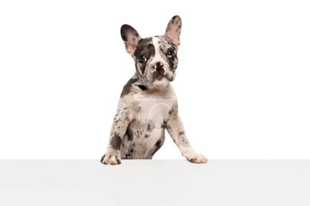 Photo for Studio image of purebred French bulldog in spotted color over white background. Leaning on table and looking. Concept of domestic animal, pet care, motion, action, animal life. Copy space for ad - Royalty Free Image