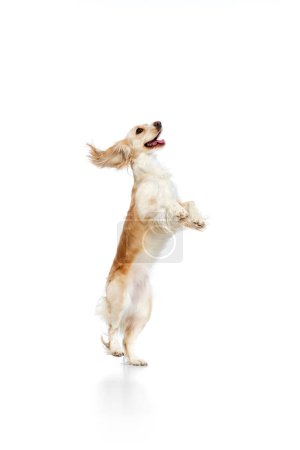 Photo for Studio image of playful, active, beautiful dog, english cocker spaniel standing on hind legs against white background. Concept of domestic animal, motion, action, animal life. Copyspace for ad. - Royalty Free Image