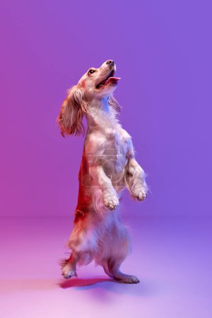 Foto de Estudio imagen de juguetón, hermoso perro, gallo inglés spaniel de pie en las patas traseras contra el gradiente rosa púrpura de fondo. Concepto de animal doméstico, movimiento, acción, vida animal. Copyspace para anuncio. - Imagen libre de derechos