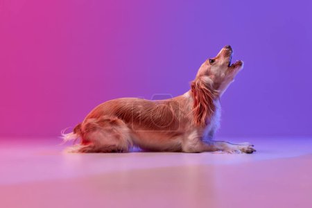 Foto de Imagen de estudio de hermoso perro, gallo inglés dorado spaniel acostado y aullando contra el gradiente rosa púrpura fondo. Concepto de animal doméstico, movimiento, el amor de las mascotas, la vida animal. Copyspace para anuncio. - Imagen libre de derechos