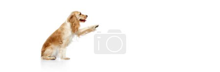 Photo for Studio image of beautiful dog, english cocker spaniel sitting and giving paw against white background. Concept of domestic animal, motion, action, pets love, animal life. Copyspace for ad. Banner - Royalty Free Image