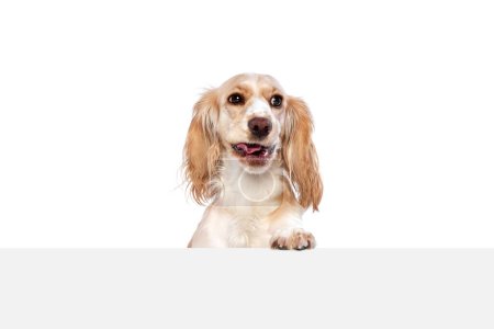 Photo for Studio image of smart, cute, lovely dog, english cocker spaniel peeking out table and smiling against white background. Concept of domestic animal, motion, pets love, animal life. Copyspace for ad. - Royalty Free Image
