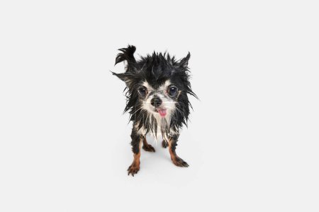 Photo for Small dog, little, cute chihuahua with tongue sticking out standing with wet fur after bath against white background. Concept of domestic animal, care, grooming, animal life. Copy space for ad. - Royalty Free Image