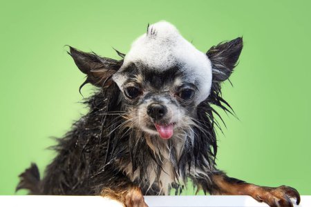 Photo for Funny, cute chihuahua with tongue sticking out standing with wet fur and soap on head after bath against green background. Concept of domestic animal, care, grooming, animal life. Copy space for ad. - Royalty Free Image