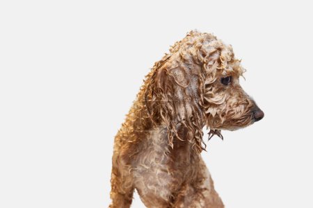 Photo for Cute, funny looking, little poodle standing with wet fur and soap, taking bath against white background. Concept of domestic animal, care, grooming, pets love, animal life. Copy space for ad. - Royalty Free Image