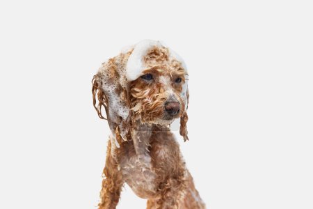 Photo for Cute, funny looking, smart poodle standing with wet fur and soap, taking bath against white background. Concept of domestic animal, care, grooming, pets love, animal life. Copy space for ad. - Royalty Free Image