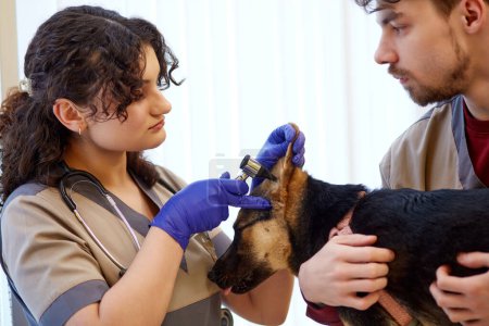 Photo for Female doctor, vet using medical tool, otoscope to examine dogs ear at vet clinic. Taking care after pets, full examination. Concept of medicine, veterinary, pets care, health, profession - Royalty Free Image