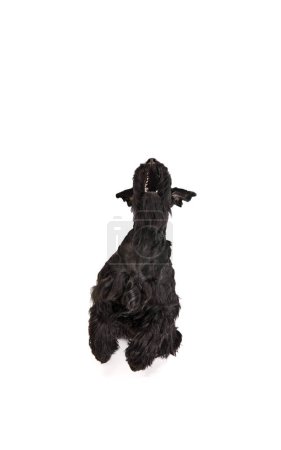 Foto de Estudio de imagen de perro Riesenschnauzer negro sentado y ladrando sobre fondo blanco. Concepto de animal doméstico, movimiento, acción, cuidado de mascotas, vida animal. Copia espacio para el anuncio. Diseño vertical - Imagen libre de derechos