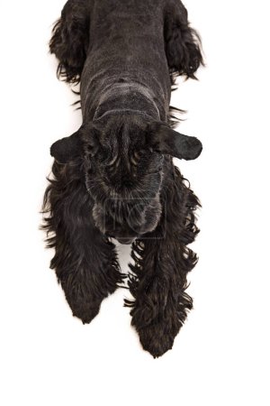 Photo for Top view. Studio image of black furry Riesenschnauzer dog calmly lying, resting against white background. Concept of domestic animal, motion, action, pets care, animal life. - Royalty Free Image