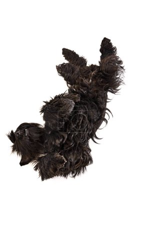 Photo for Studio image of funny, cute, playful, black Riesenschnauzer dog lying on back and playing against white background. Concept of domestic animal, motion, action, pets care, animal life. - Royalty Free Image