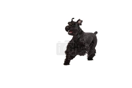 Photo for Studio image of active, smiling, happy, black Riesenschnauzer dog cheerfully running against white background. Concept of domestic animal, motion, action, pets care, animal life. Copy space for ad - Royalty Free Image