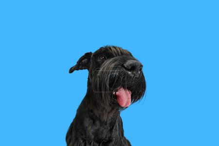 Photo for Studio image of happy dog, black Riesenschnauzer smiling with tongues sticking out, sitting against blue background. Concept of domestic animal, motion, action, pets care, animal life. - Royalty Free Image