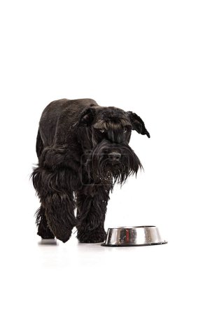 Photo for Studio image of black Riesenschnauzer dog seriously looking at camera, standing near bowl over white background. Concept of domestic animal, motion, action, pets care, animal life. Copy space for ad - Royalty Free Image