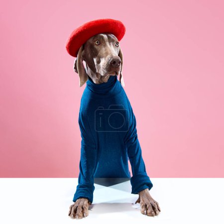 Photo for Weimaraner close up portrait wearing stylish costume with beret over pink studio background. Shine fur. Dog clothes. Pet Supplies. Concept of friend, fashion, love, care and animal health concept - Royalty Free Image