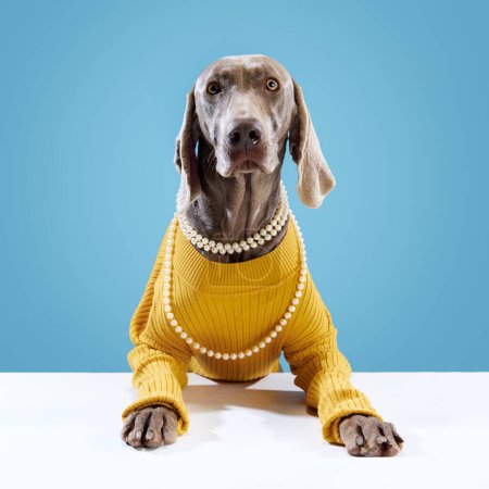 Beautiful eyes of Weimaraner dog, with brown shiny fur in yellow clothes and necklace posing on blue background. Pet looks happy and healthy after grooming. Friend, love, animal care, ad concept