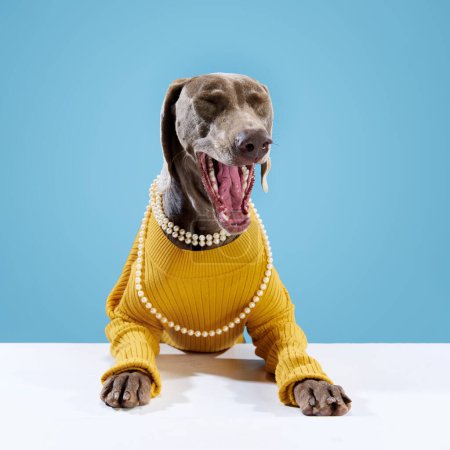 Téléchargez les photos : Portrait de chien Weimaraner mignon, avec fourrure brune dans des vêtements drôles et collier posant avec la bouche ouverte sur fond bleu. Pet semble heureux après le toilettage. Ami, amour, soin des animaux, concept publicitaire - en image libre de droit